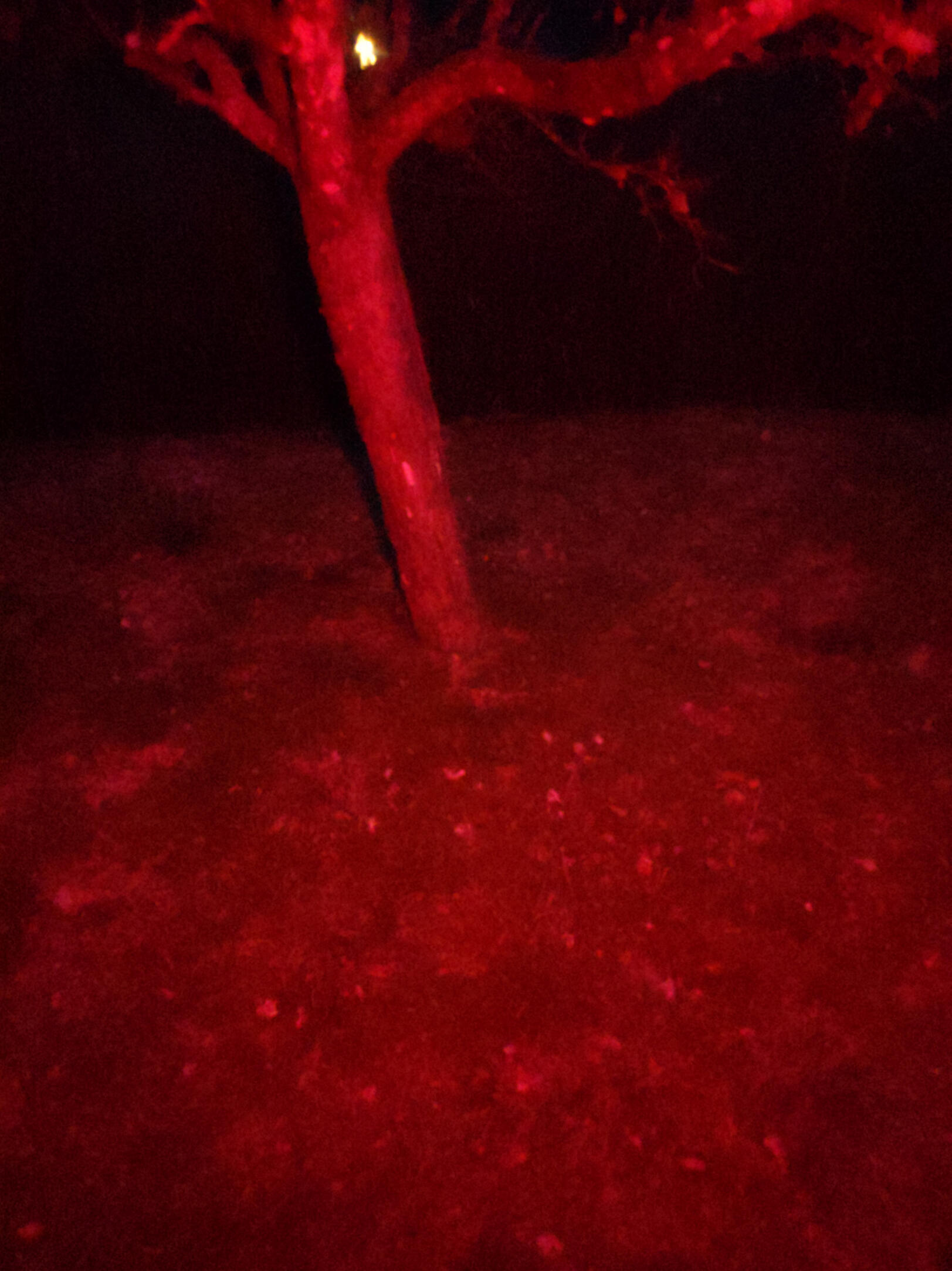 Hur filmningen av "The Red Death" sågs av det nakna ögat